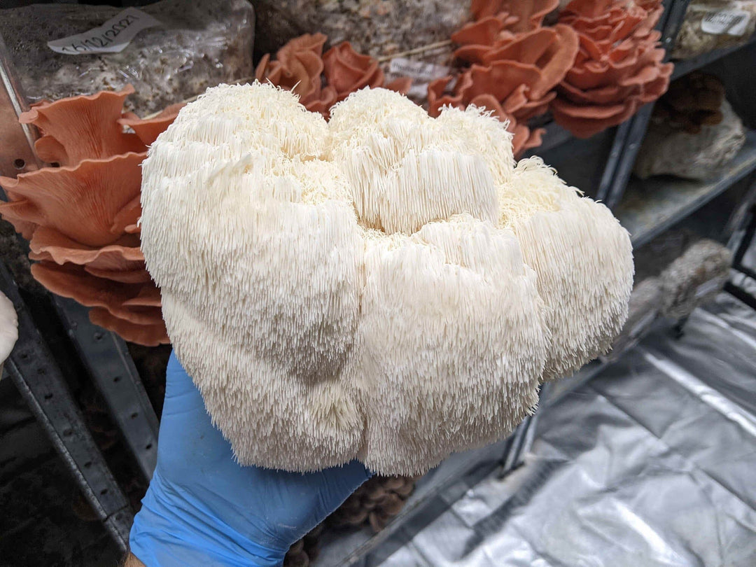 Lion's Mane Mushroom: The Marvel of the Mycological World