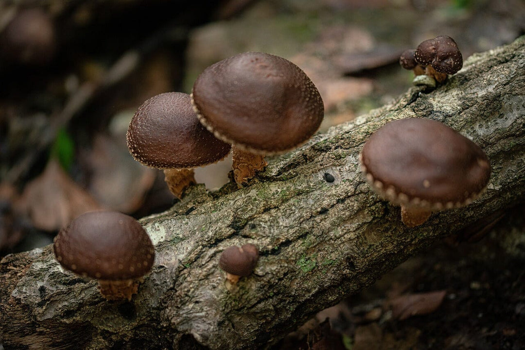 Top Medicinal Mushrooms and Their Benefits