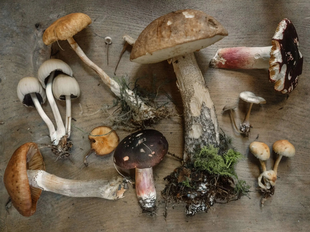 The Absolute Importance of Only Eating Mushrooms 100% Identified by an Expert Forager