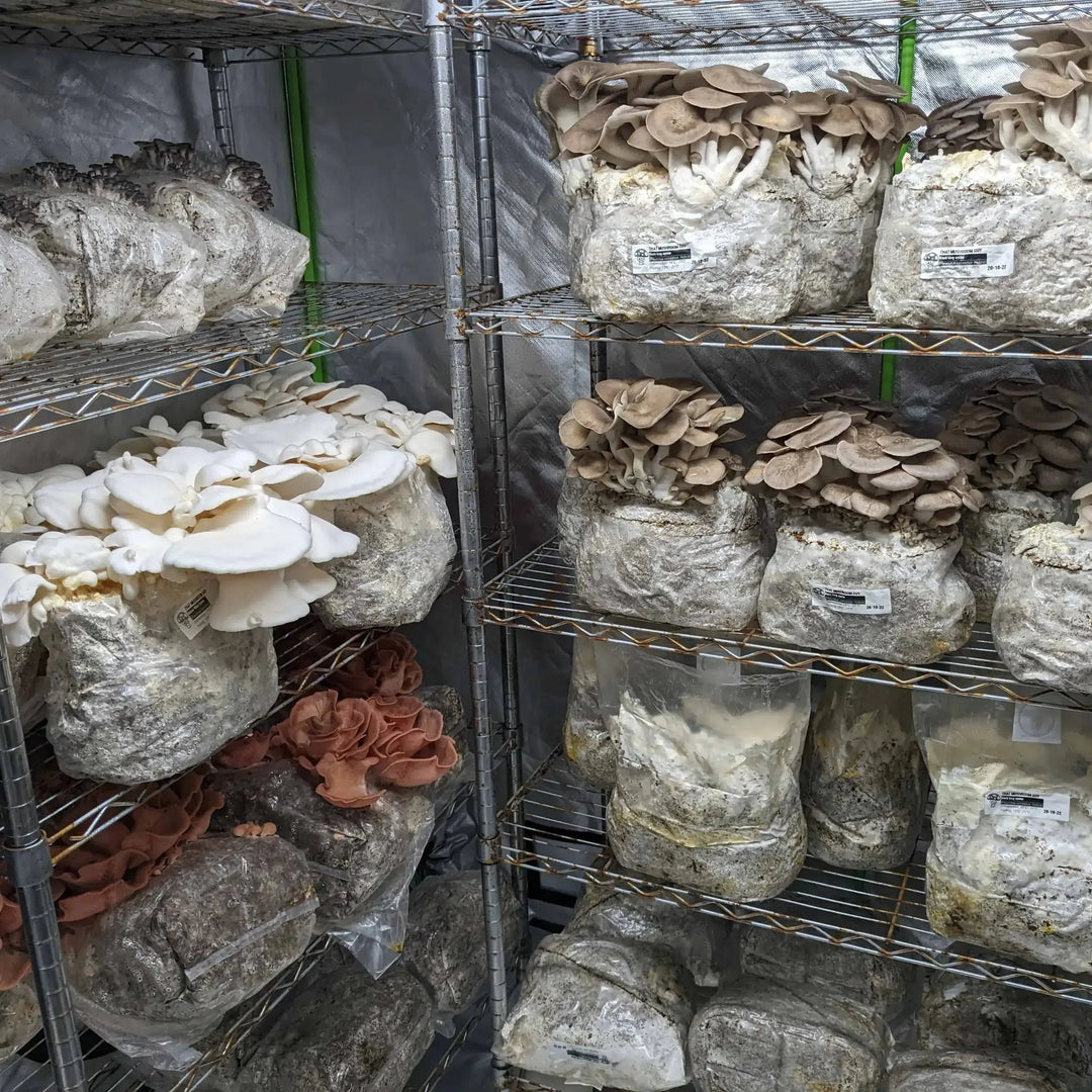 How to Start Your Own Mushroom Farm