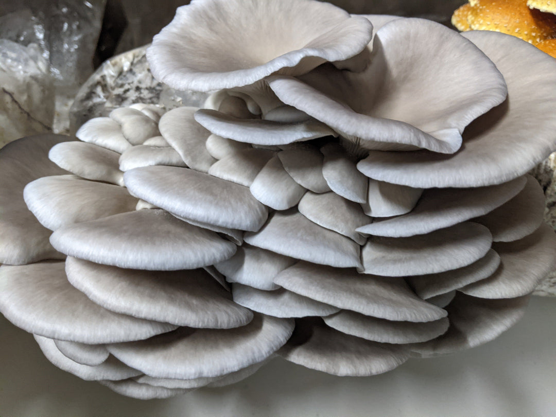 Homegrown Oyster Mushrooms with Our Blue Oyster Mushroom Grow Kit