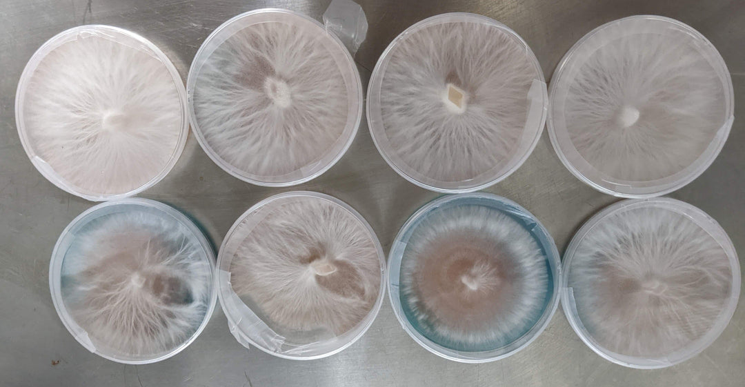 Upgrading Our Mushroom Strains for Better Yields