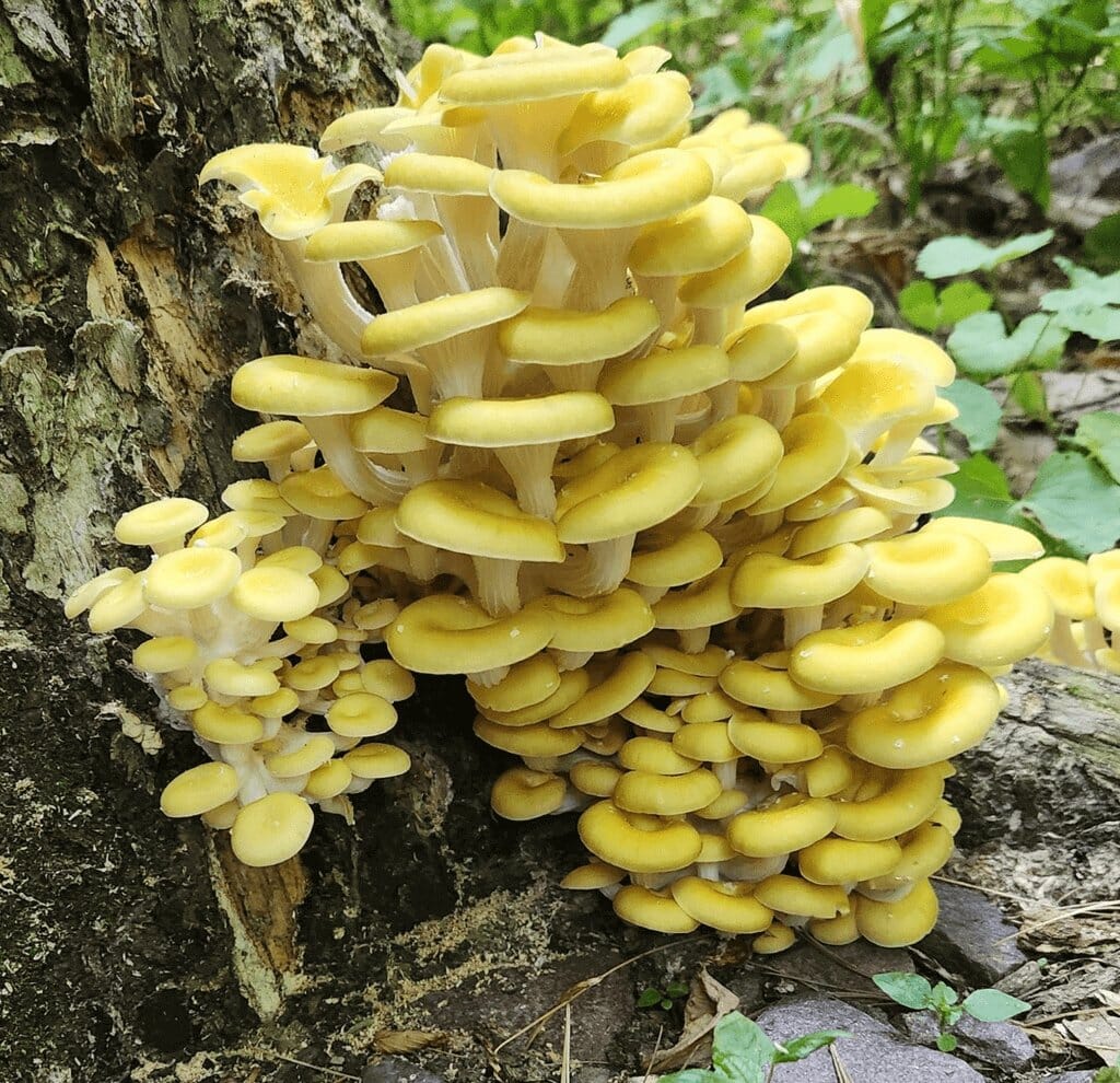 The Wild World Of Oyster Mushrooms: Part 1