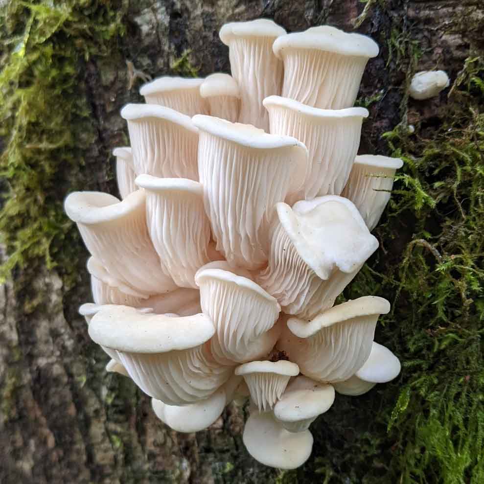 The Wild World Of Oyster Mushrooms Part 2: The Health Benefits Of Oyster Mushrooms