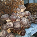 Shiitake Mushroom kit side fruiting