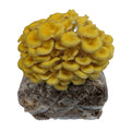 Yellow Oyster Mushroom Grow Kit Mushroom Grow Kits That Mushroom Guy 